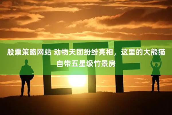 股票策略网站 动物天团纷纷亮相，这里的大熊猫自带五星级竹景房